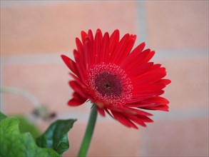 Red gerbera daisy flower