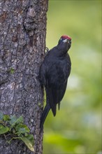 Black woodpecker (Dryocopus martius), male, upright on a tree, Castile-Leon province, Spain, Europe