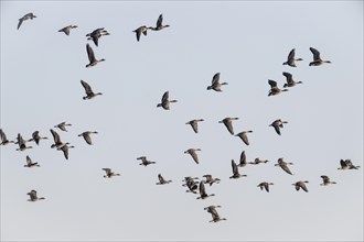 Bean geese (Anser fabalis), flying, Emsland, Lower Saxony, Germany, Europe