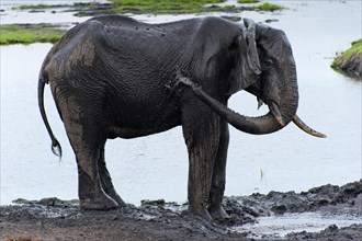 African elephant (Loxodonta africana), mammal, wild, free-living, wilderness, safari, ivory, water,