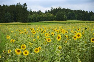 Common sunflower (Helianthus annuus) growing on a field, Bavaria, Germany, Europe