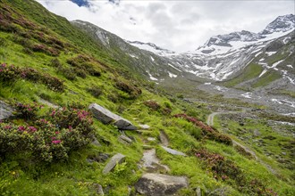 Hiking trail between blooming alpine roses, view of the Schlegeisgrund valley, glaciated mountain