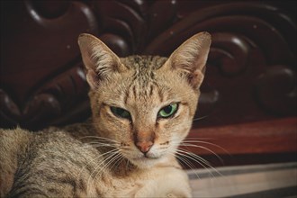 A pet cat resting on an ornate wooden furniture with a serious expression