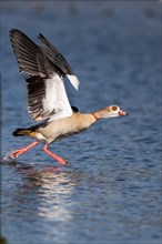 A Nile Goose at take-off, Lake Kemnader, Ruhr area, North Rhine-Westphalia, Germany, Europe