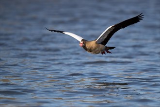 A Egyptian goose flying over a lake, Lake Kemnader, Ruhr area, North Rhine-Westphalia, Germany,