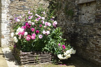 Flower arrangement in a flower bed in front of an old stone wall, Pleyben, Finistere Penn-ar-Bed