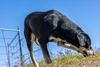 Closeup of a dog following the trail and sniffing the grass. creative bottom view