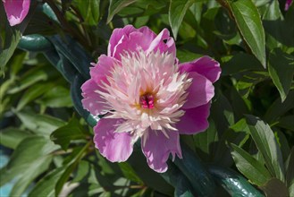 Close-up of a blooming pink peony with green leaves in the sunlight, Bowl of Beauty with double