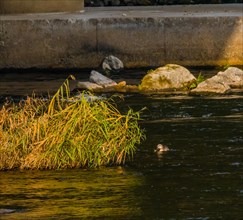 Spot-billed duck next to a green bush in a flowing river near a bridge pylon