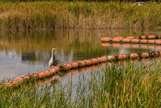 White egret standing on orange float in river with tall reeds on the riverbank and a green and