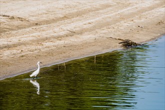 Snowy Egret hunting for food in shallow water near the shore of a lake