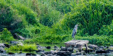 Little blue heron perched on a wooden platform in a shallow river filled with large stones with