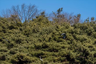 Two gray heron flying in front of evergreen trees while third heron sits peacefully on tree branch