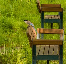 Azure-winged magpie perched on back of park bench in pubic park with lush green grass blurred in