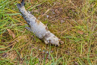 Carcass of a dead fish laying in green grass