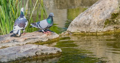 Two beautiful rock pigeon standing on large boulder next to a small pond