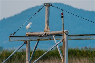 Seagull perched on the metal cross beam of boat rigging with mountain and reeds in background