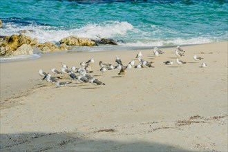 Flock of seagulls on sandy beach with waves from blue ocean water crashing against large rocks