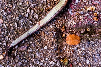 Carcass of dead snake laying on brick sidewalk