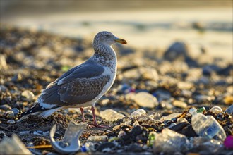A seagull (Larinae) stands on a beach littered with plastic waste in the light of the sunset, AI