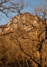 Uplifted granite mountain peak behind autumn leafless trees branches
