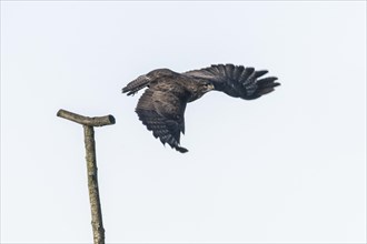 Steppe buzzard (Buteo buteo), flying off, Emsland, Lower Saxony, Germany, Europe