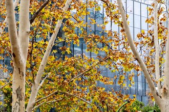 Trees with autumn colors with modern office building in the background in Madrid in Spain