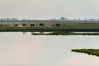 Elephant herd (Loxodonta africana), backlight, romantic, landscape, evening mood, dust, animal