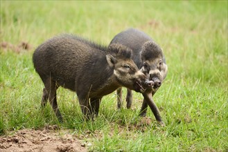 Visayan warty pigs (Sus cebifrons negrinus) on a meadow, Bavaria, Germany, Europe