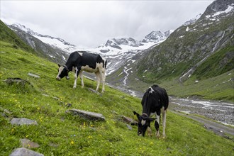 Cows grazing on the alpine meadow, Schlegeisgrund valley, glaciated mountain peaks Hoher Weiszint