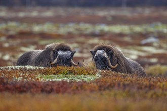 Two musk oxen (Ovibos moschatus), young animals, head-on, autumn, Dovrefjell National Park, Norway,