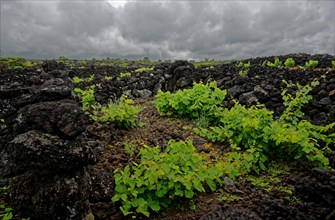 Young green vine growing in a field of black lava rocks under an overcast sky, North Coast, Santa