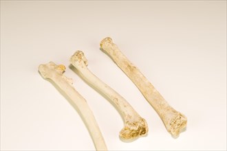 Closeup of three long bones from dead animal isolated on white background