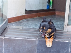 Black dog wearing a collar with a golden bell relaxing on front step