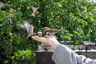 Resident feeding sparrows, near Notre Dame, Paris, France, Europe