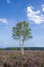 Heathland, flowering common heather (Calluna vulgaris) and birch (Betula), blue sky, Lueneburg