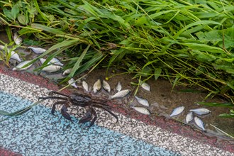 Large freshwater crab walking on sidewalk in front of dying minnows after torrential rainfall