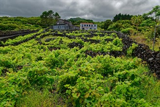 Vines surrounded by stone walls with a country house on the background of green hills, lava rocks