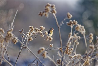 European goldfinch (Carduelis carduelis), goldfinch, in winter, on brown thistle grass with hoar