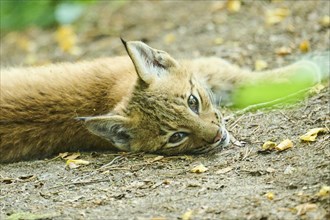 Eurasian lynx (Lynx lynx) youngtser lying on the ground, Bavaria, Germany, Europe