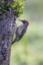 Iberian Green Woodpecker (Picus viridis sharpei) (Picus sharpei), male, on tree trunk, portrait,