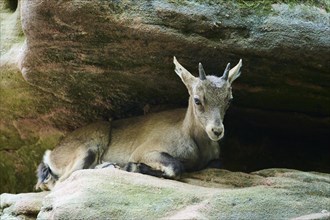 Alpine ibex (Capra ibex) lying under a rock, Bavaria, Germany, Europe