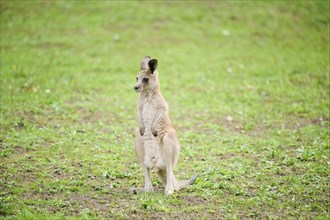 Western grey kangaroo (Macropus fuliginosus) youngtser sitting on a meadow, captive, Germany,