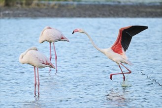 Greater Flamingo (Phoenicopterus roseus) starting from the water, flying, Parc Naturel Regional de