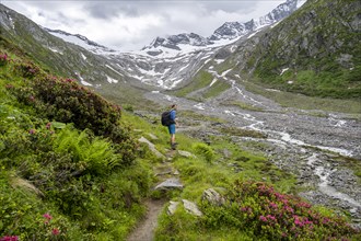 Mountaineers on a hiking trail between blooming alpine roses, view of the Schlegeisgrund valley,