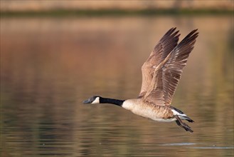 A Canada goose in flight, Lake Kemnader, Ruhr area, North Rhine-Westphalia, Germany, Europe