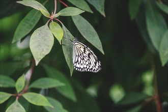 A black and white butterfly sits alone on a green leaf, Krefeld Zoo, Krefeld, North