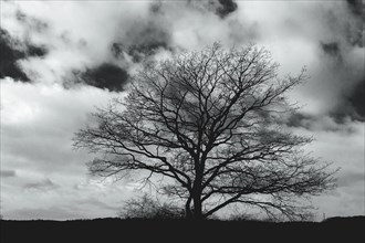 The silhouette of a treeless tree stands in high contrast against a dramatic cloudy sky, Hambach