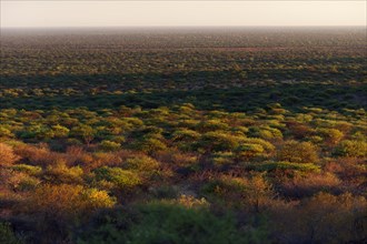 African country in the Waterberg area, nature, wide view, flora, country, landscape, evening sun,