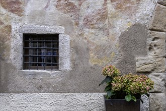 Small barred window, flower pot with hydrangea, Kaltern (Caldero) in South Tyrol